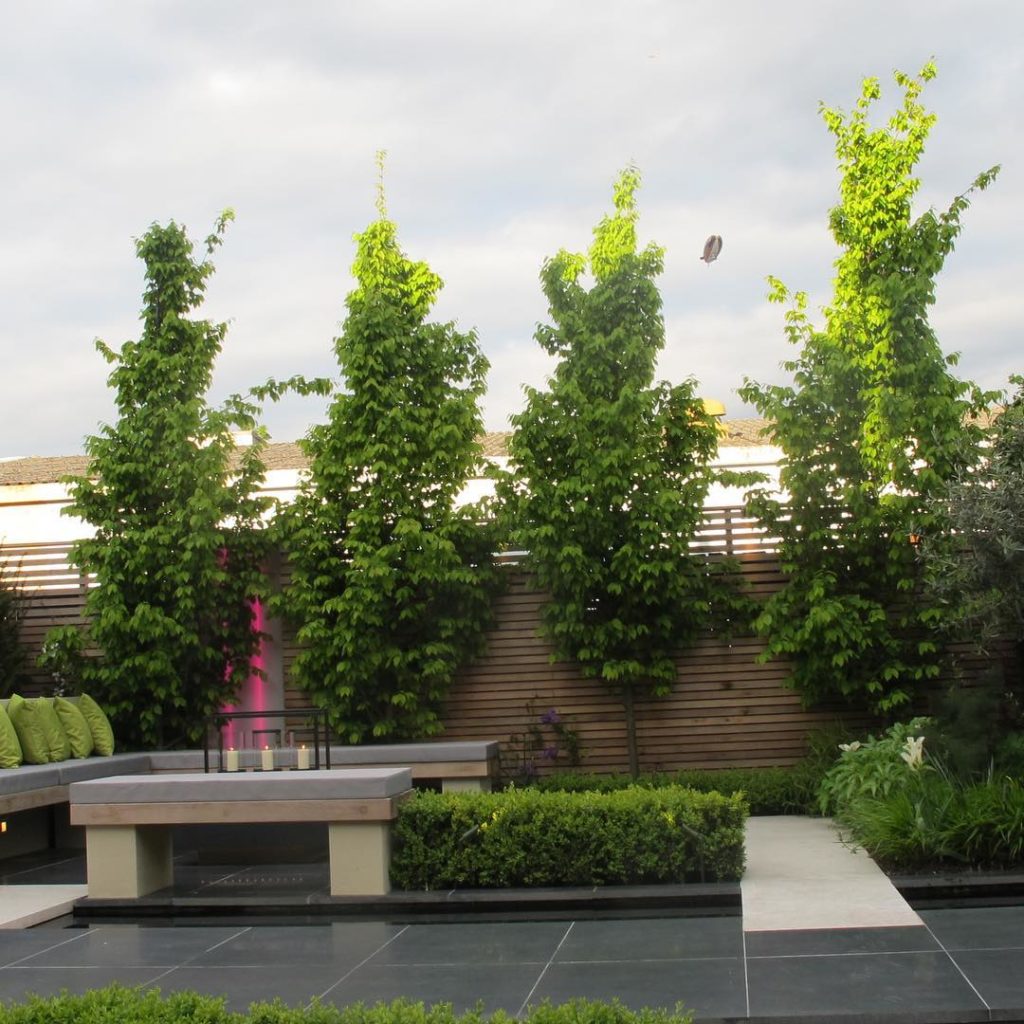 #towngarden #fastigiate #hornbeam #bench #charlotterowegardendesign #chiswick...