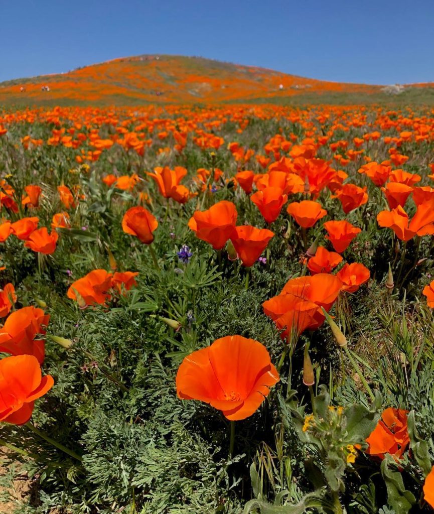 thehorticult: Poppies galore! Thanks to last winter’s abundant rainfall, the curvaceous Antelo… Poppies galore! Thanks to last winter’s abundant rainfall, the curvaceous Antelo...