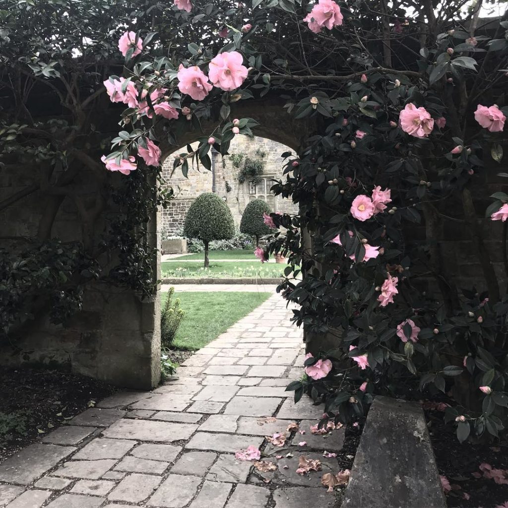 Making an entrance #framingaview #evergreenstructure #camelia @nymansnt...
