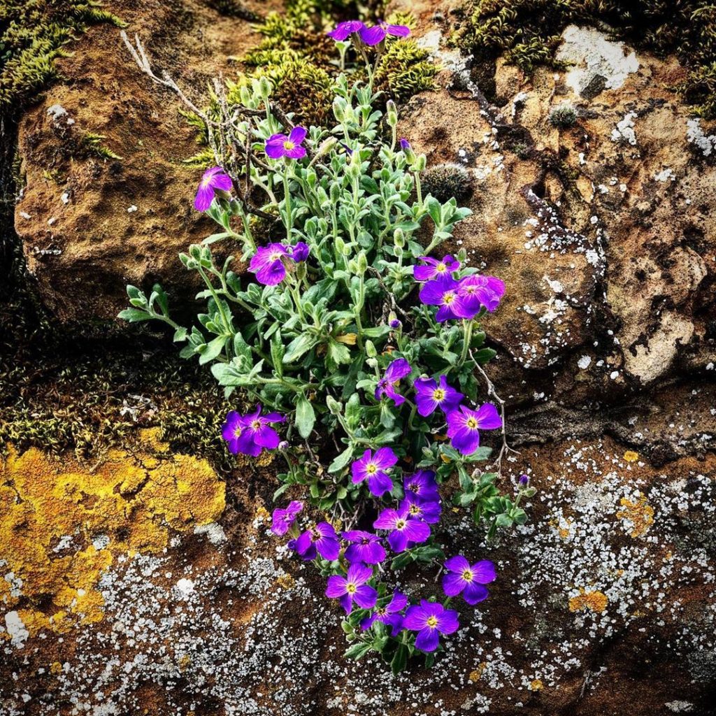 Aubrieta happy living on an iron stone wall. What’s not to love?! #aubrieta #iro...