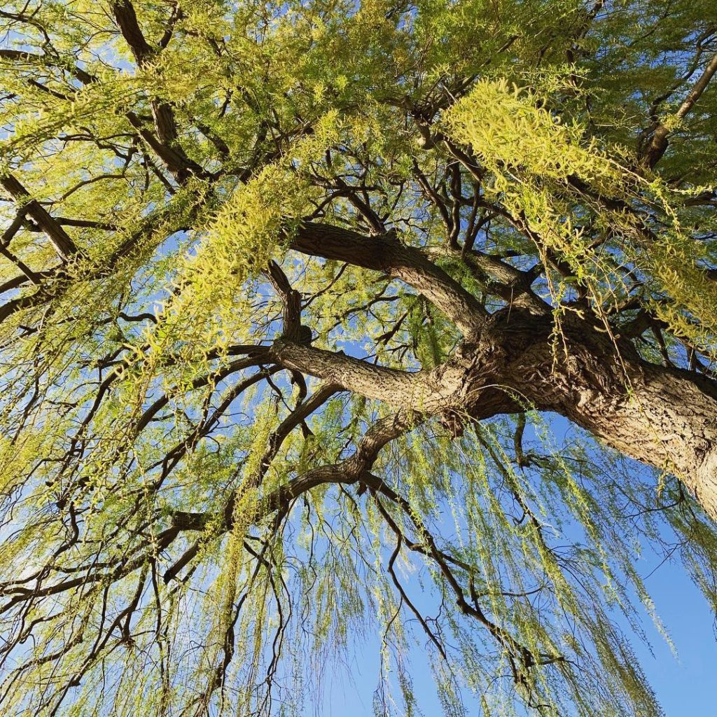 New growth on this Weeping Willow (Salix babylonica) looking particularly fresh ...
