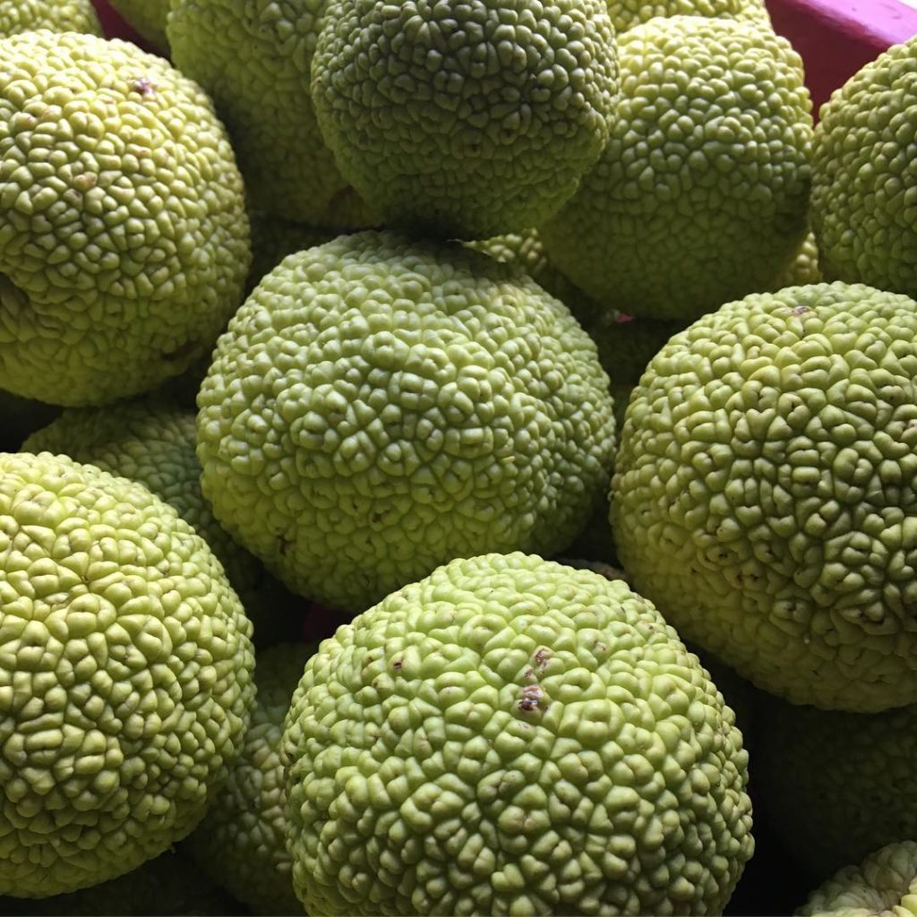 #osageorange #maclurapomifera #harvest picked at #yass #newsouthwales  #icallaus...