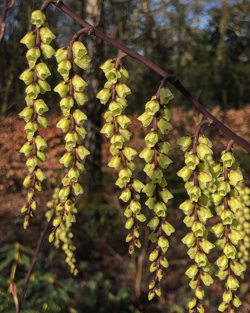 Stachyurus praecox : #striking : pendulous racemes of tiny #primrose #yellow #f...