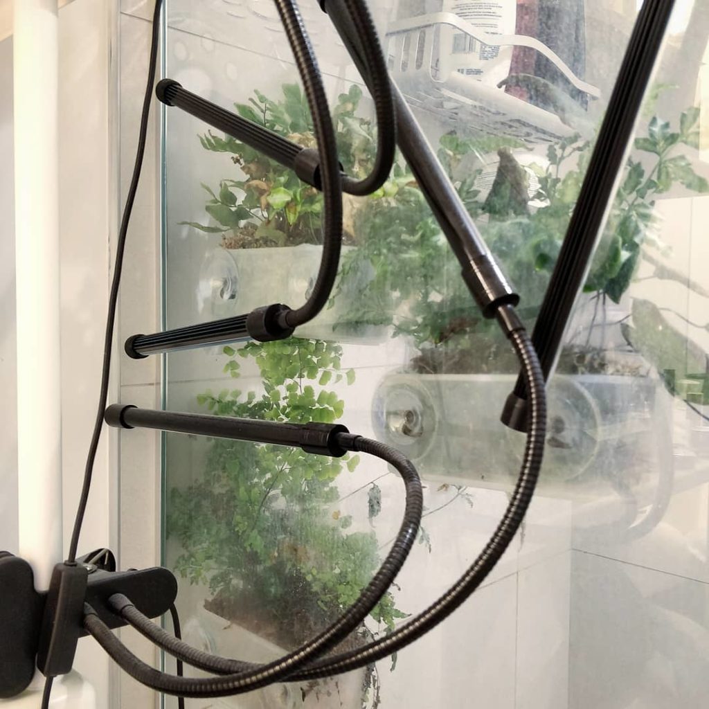 Update on the maidenhair fern in the shower: she's doing quite well, having the ...