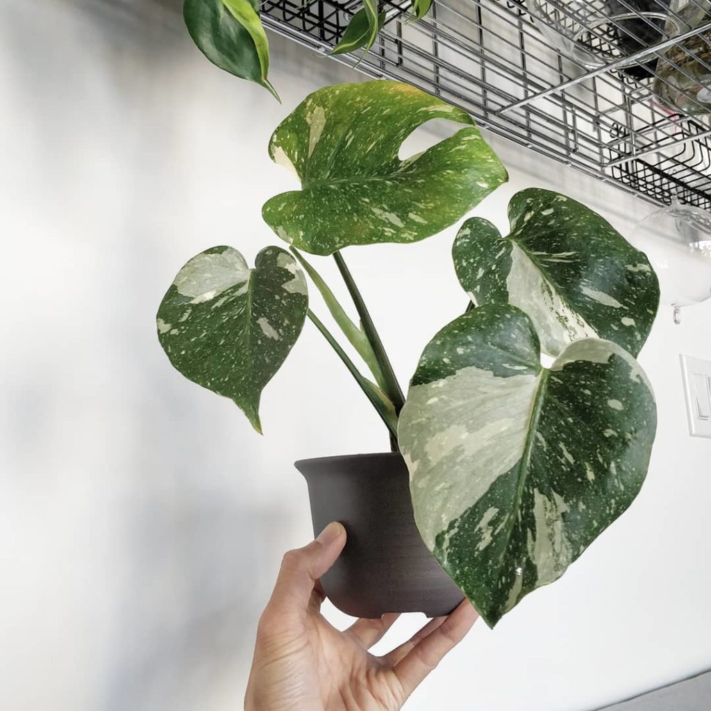 houseplantjournal: Plant: Monstera deliciosa ‘Thai Constellation’
–
Updates: 2️⃣ a ne… Plant: Monstera deliciosa 'Thai Constellation'
-
Updates: 2️⃣ a ne...