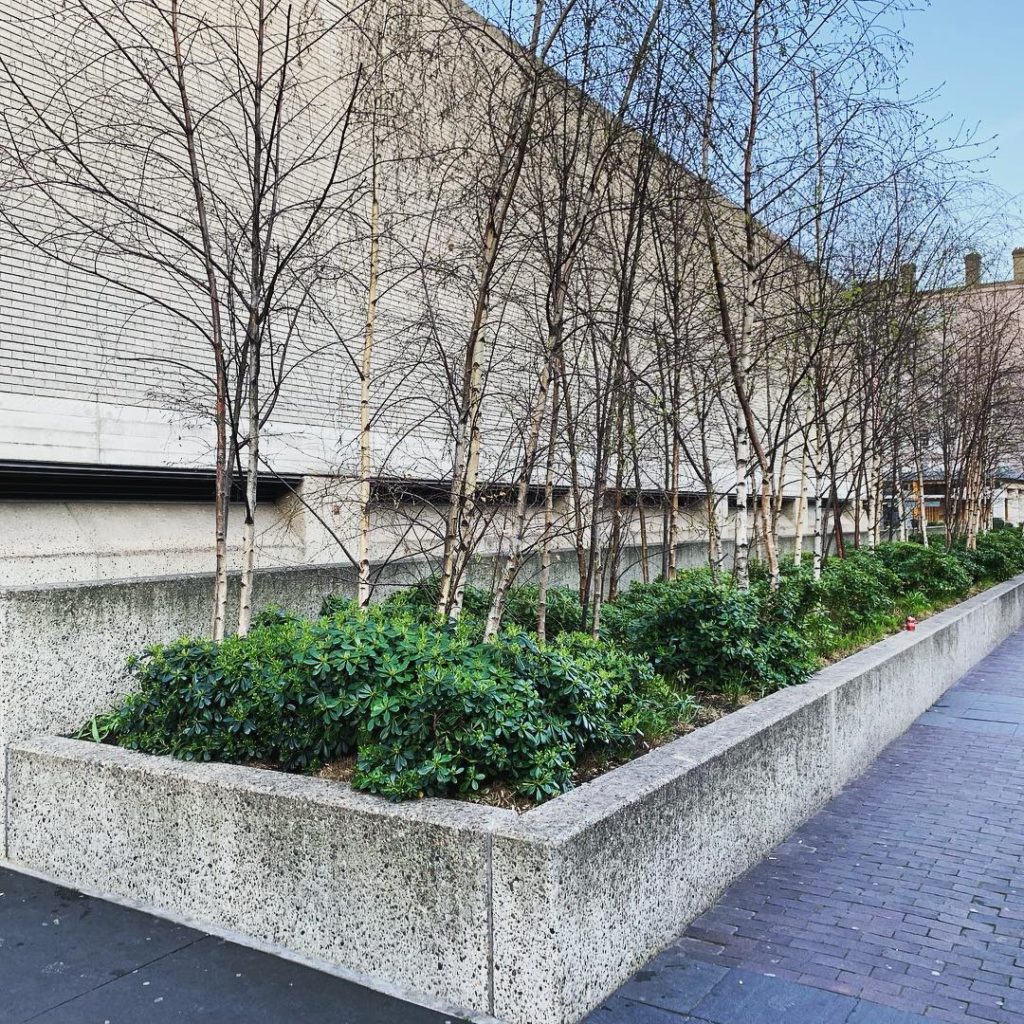 Birch trees under planted with Pittosporum tobira ‘Nanum’. Love the contrast aga...