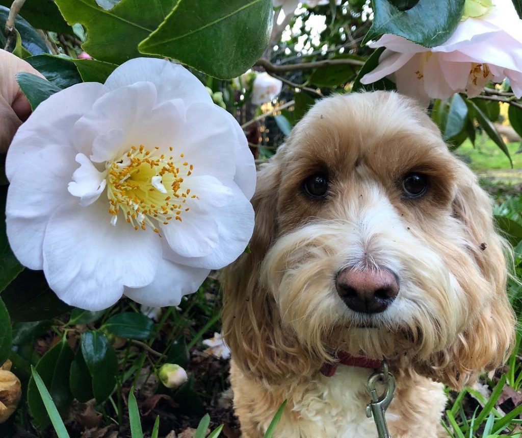 #unamused #cockerpoo : being used for yet another #scale #photo! : but oh #hello...
