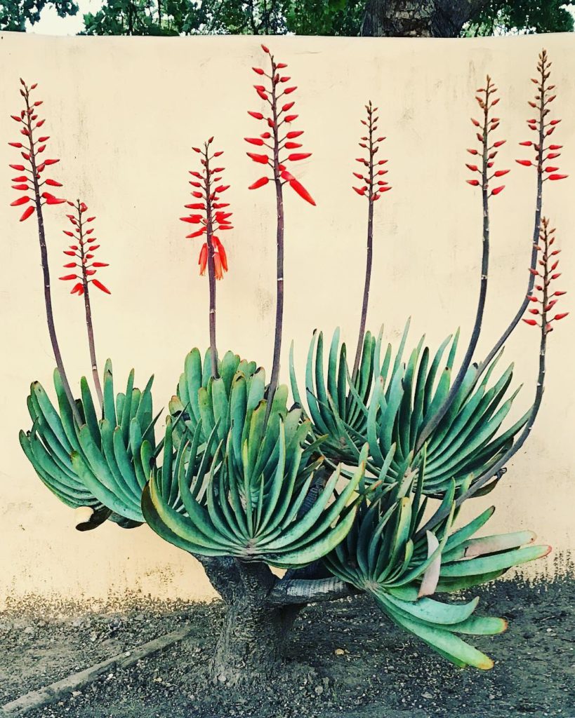 The fan aloe gets us every single time! #jungalow...