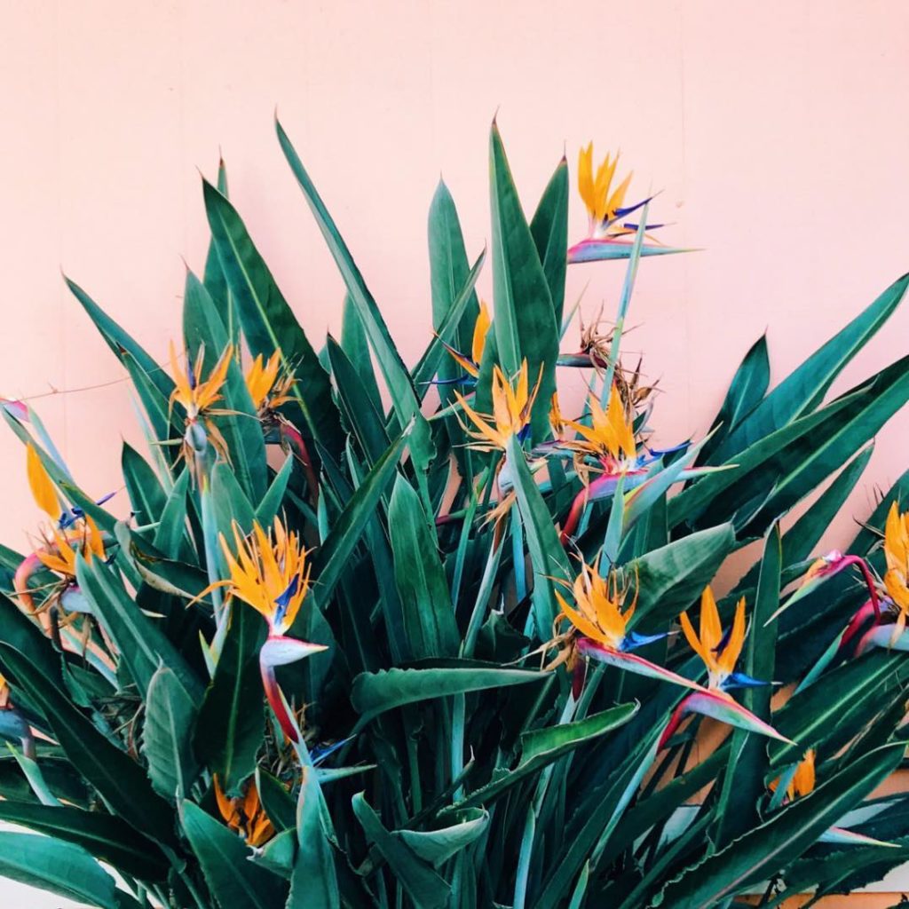 Now THIS is a flower crown we can get down with! Photo by @caitlinwatsonboyes fo...