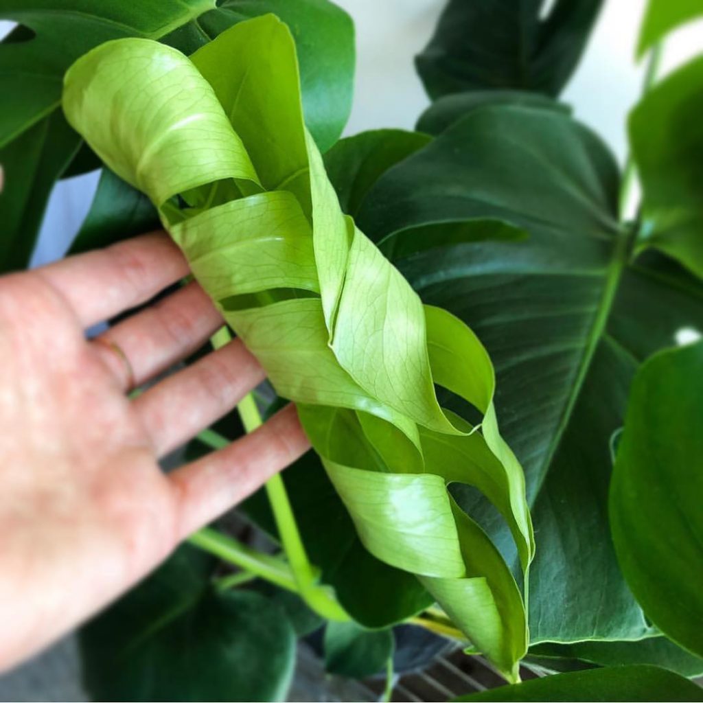 This is everything. #newleaf @plantannaplant ...