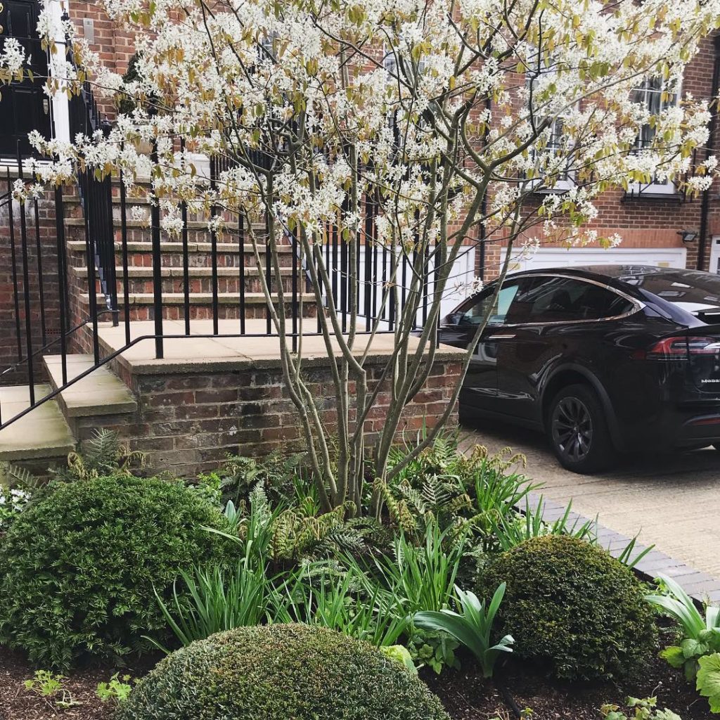 Amelanchier time... lovely to revisit this project 6 months on, being beautifull...