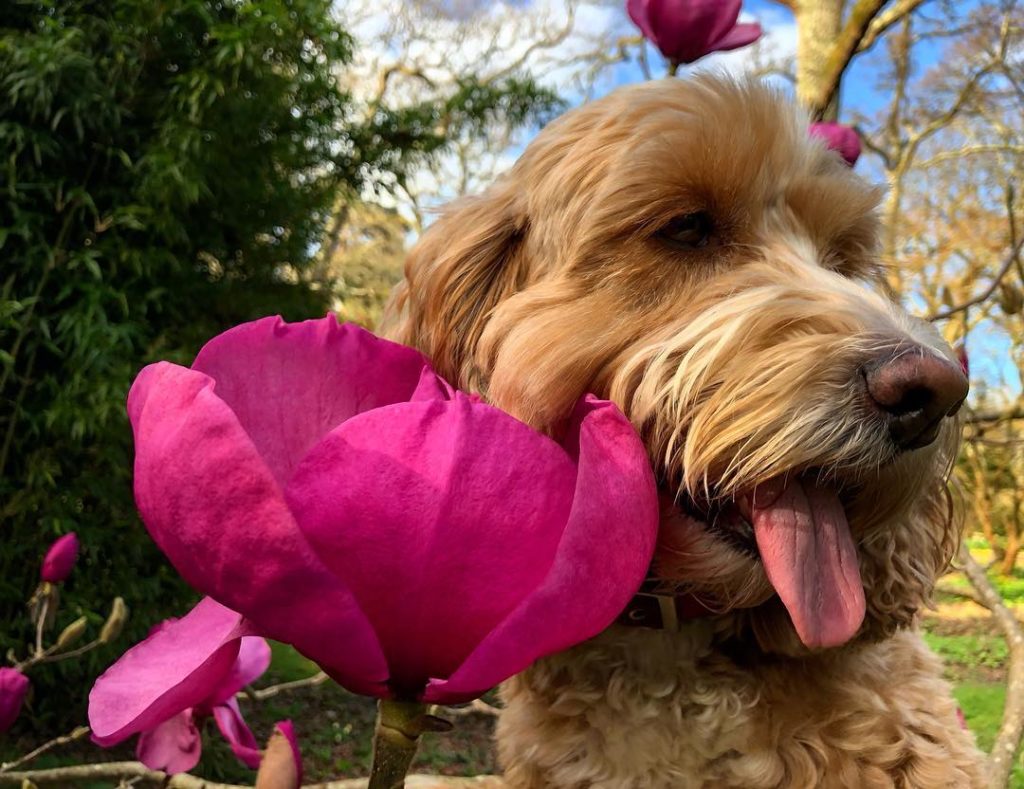 #scale : #cockerpoo vs #Magnolia ‘Felix Jury’ : #awesome #huge #flowers on this ...