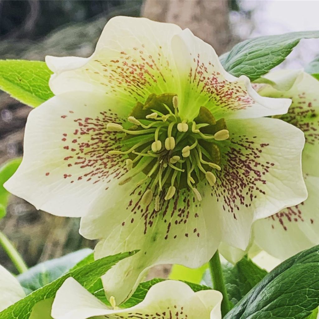 Perfectly painted #helleborus #gardendeaign #landscape #plantsofinstagram...