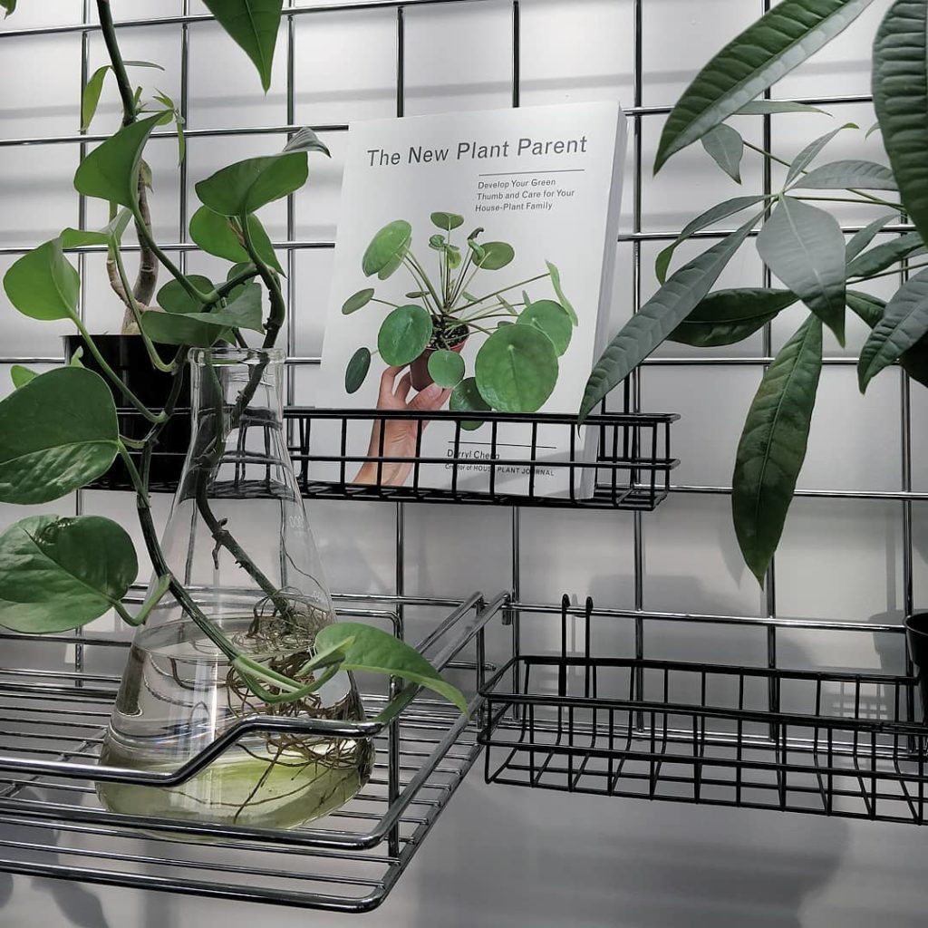 houseplantjournal: A good number of you have received my book #thenewplantparent . What do you thin… A good number of you have received my book #thenewplantparent . What do you thin...