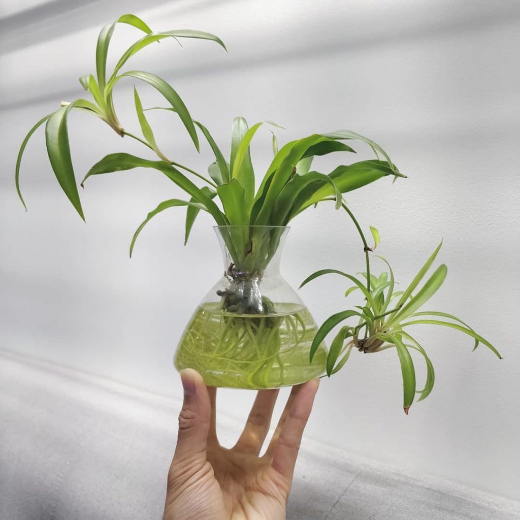 houseplantjournal: Can a spider plant live in water permanently? I’d say yes. Give a spider plant g… Can a spider plant live in water permanently? I'd say yes. Give a spider plant g...