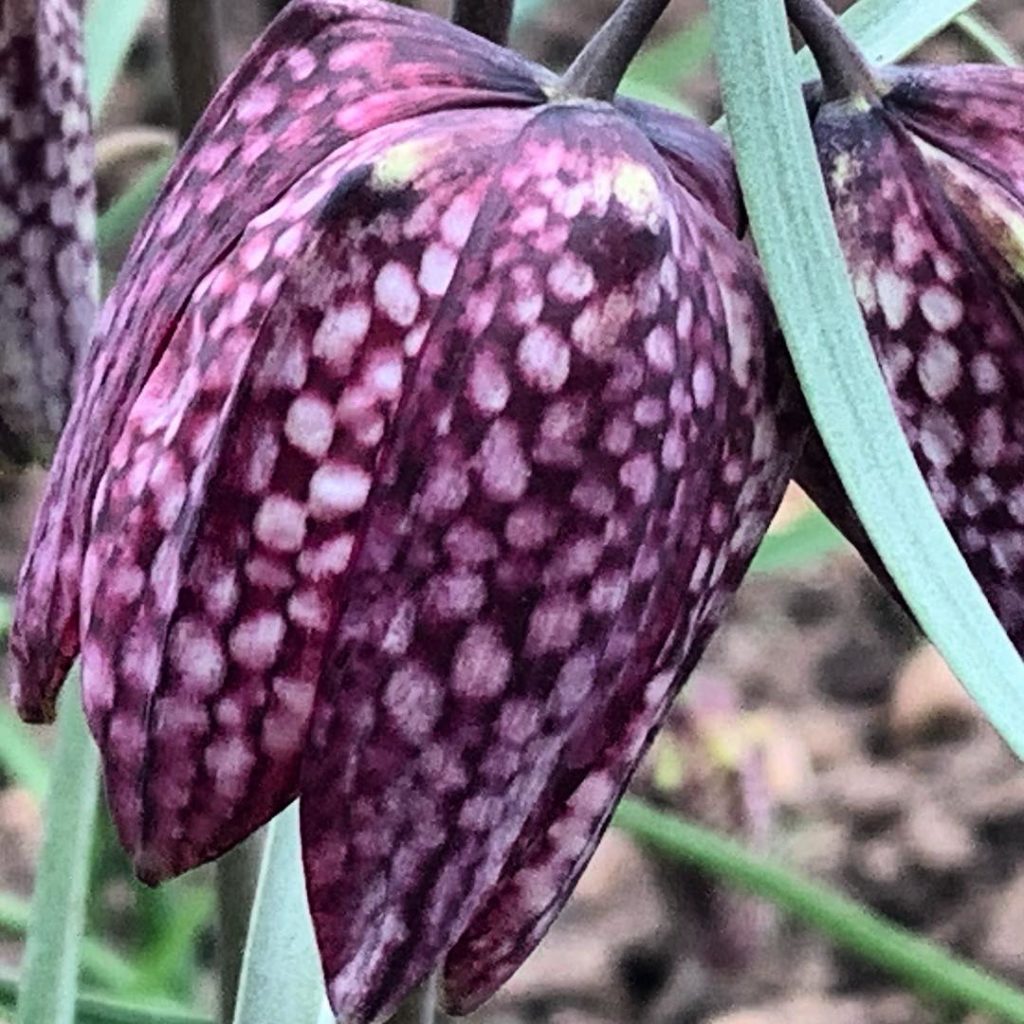 Perfectly speckled nodding bells of #fritillariameleagris = slightly sinister an...