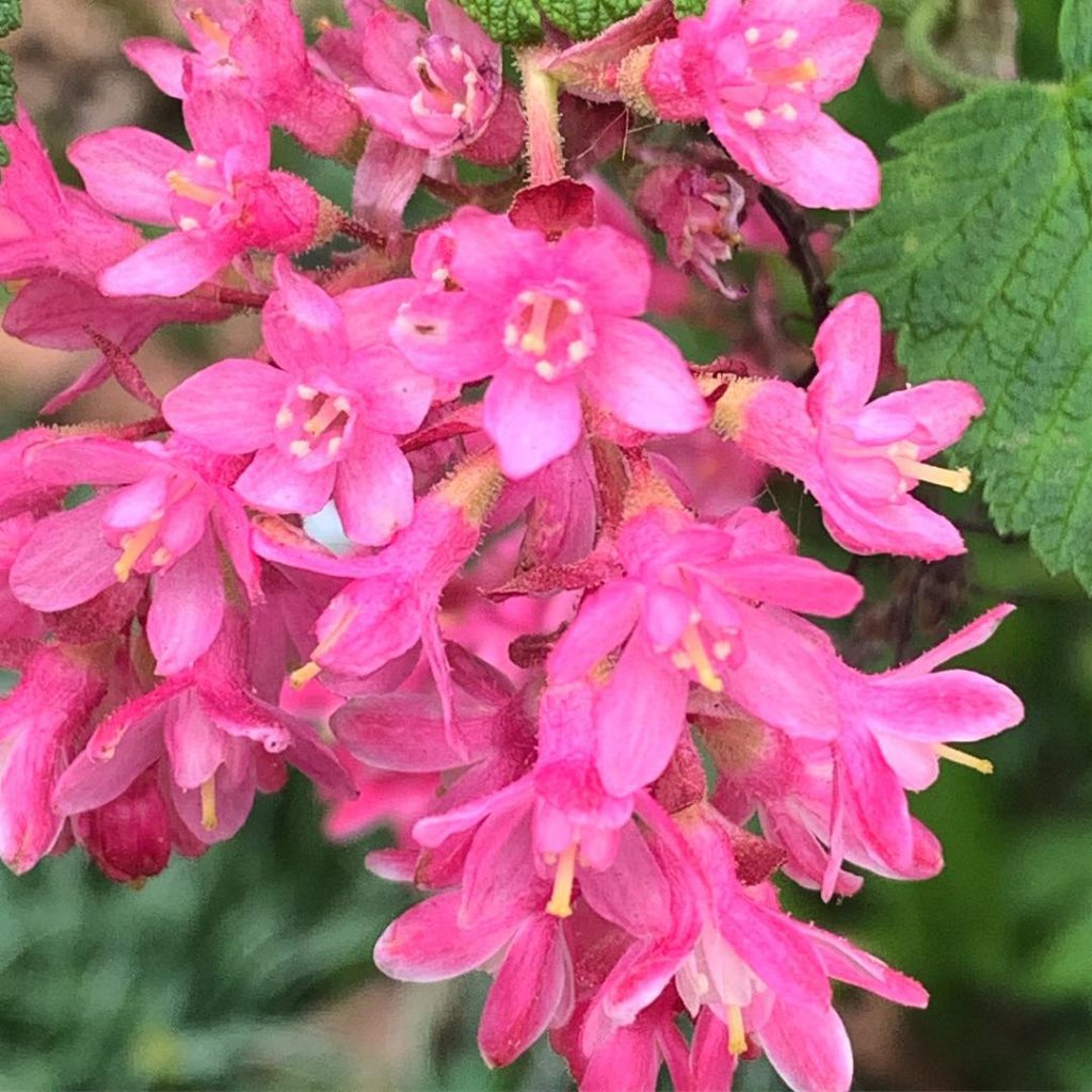 There is nothing shy or retiring about a Ribes in full tilt
.
#ribes
#spring
#ga...