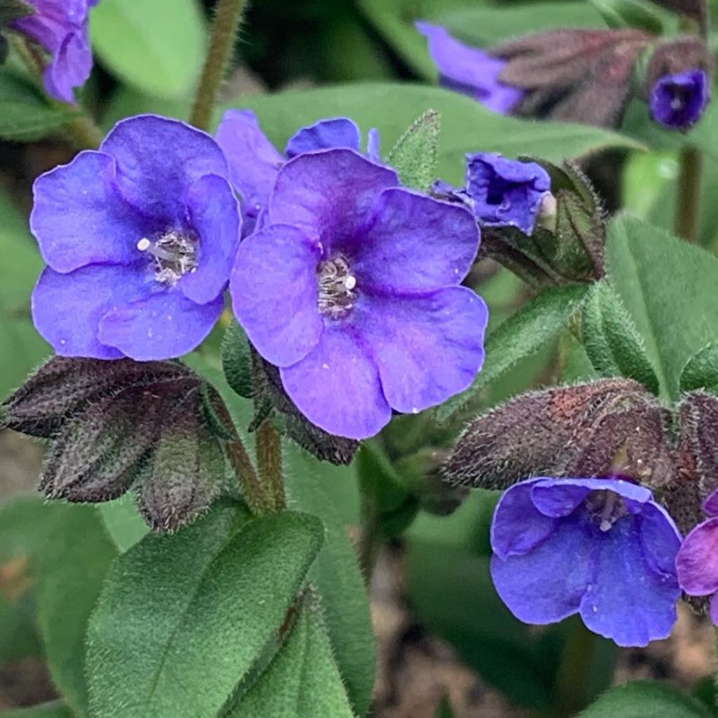 kategouldgardens: One of my favourite spring plants, Pulmonaria ‘Blue Ensign’. It flowers in an el… One of my favourite spring plants, Pulmonaria ‘Blue Ensign’. It flowers in an el...