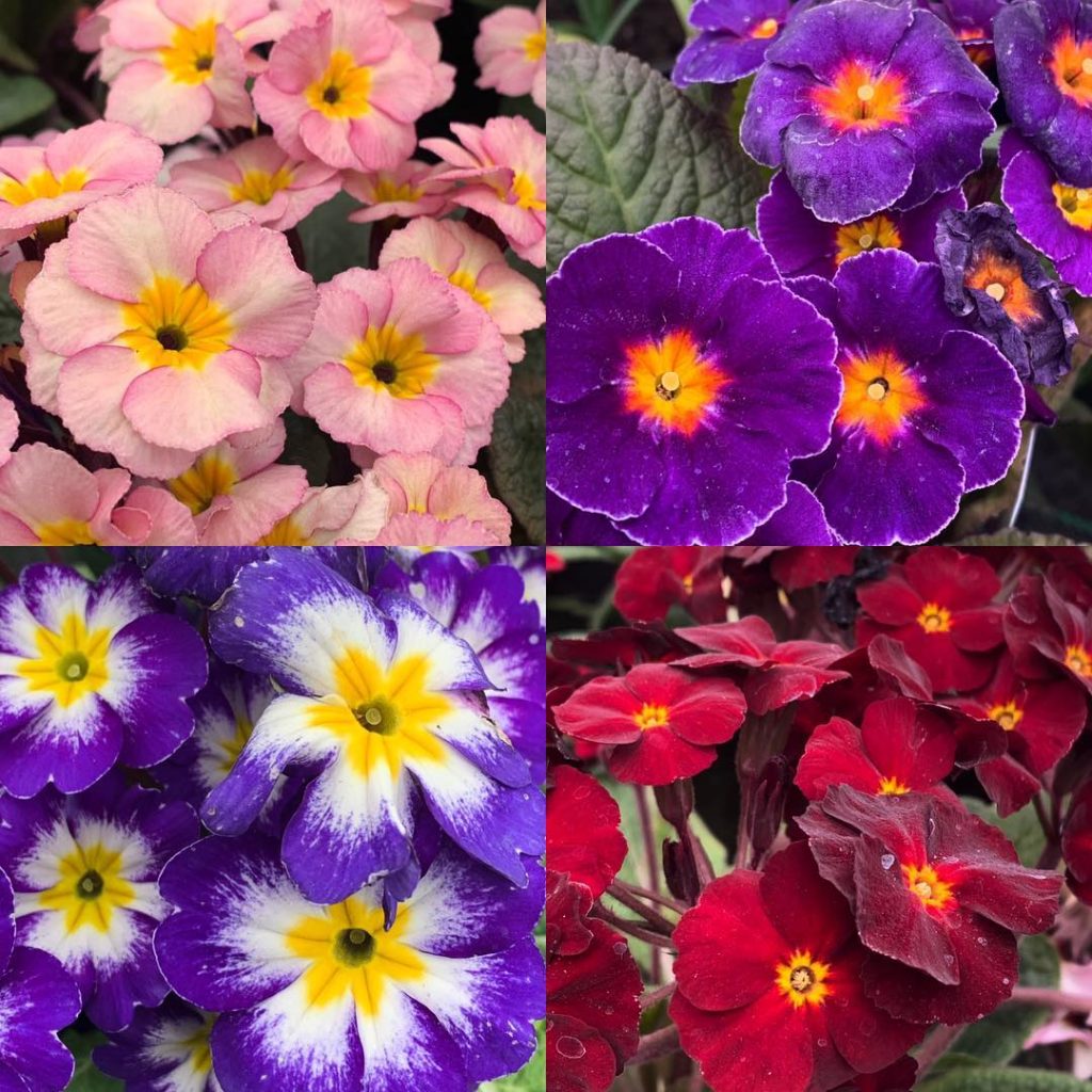 ‘Primula Power’ taking ‘jolly’ very seriously. Bright  Blousy  Tough as old boot...