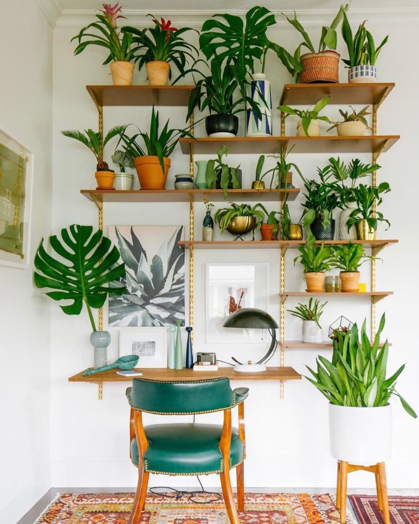 @dabito’s botanical #shelfie makes us swoon every time! #jungalow...