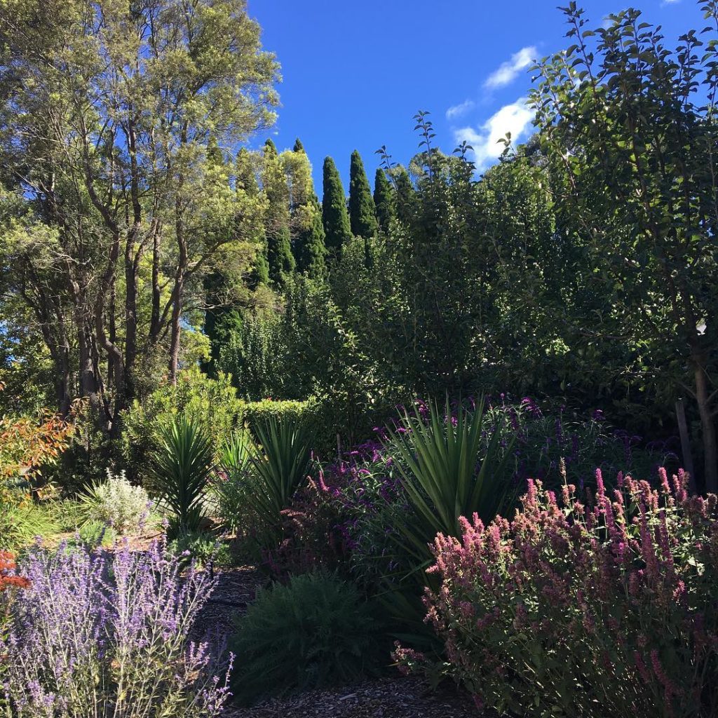 #latesummer #garden #southernhighlands #newsouthwales #icallaustraliahome...