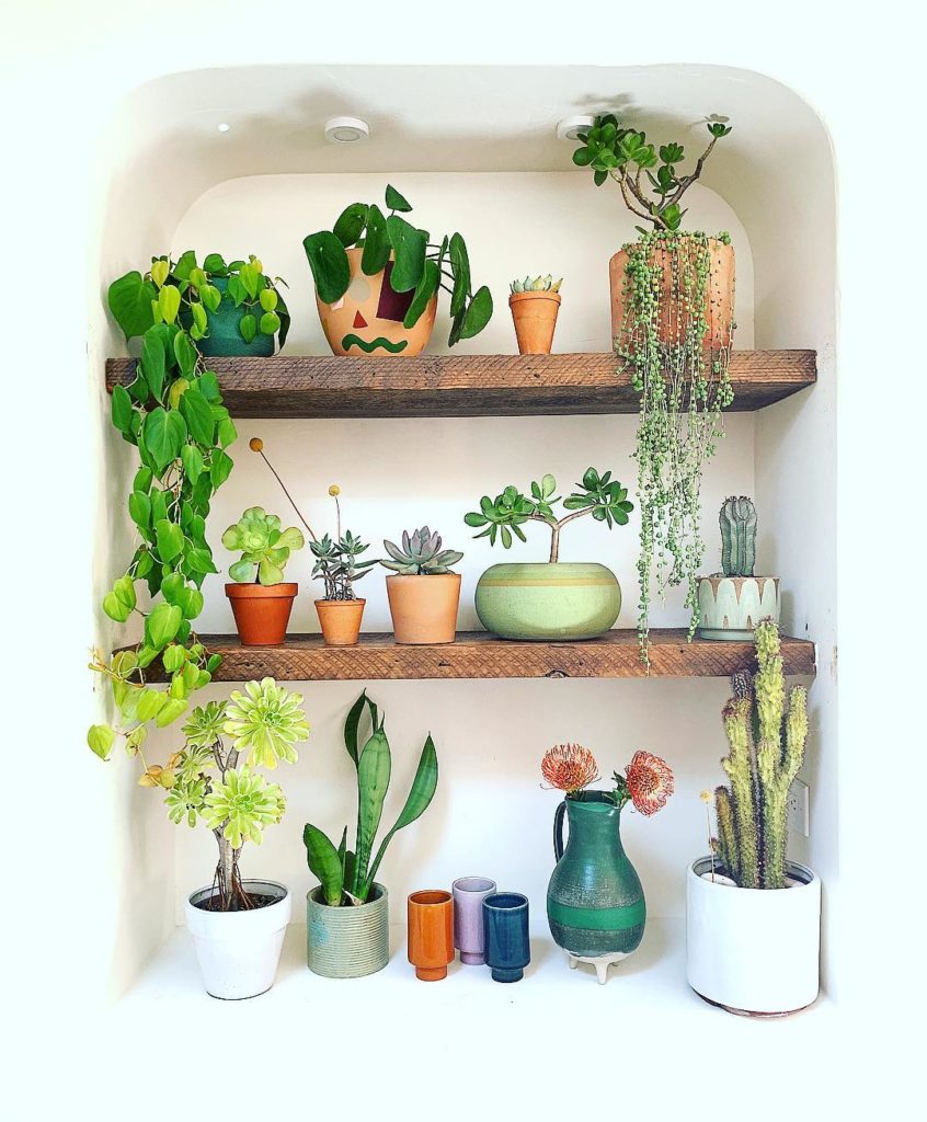 Plants are like little affordable, one-of-a-kind works of art that grow with you...