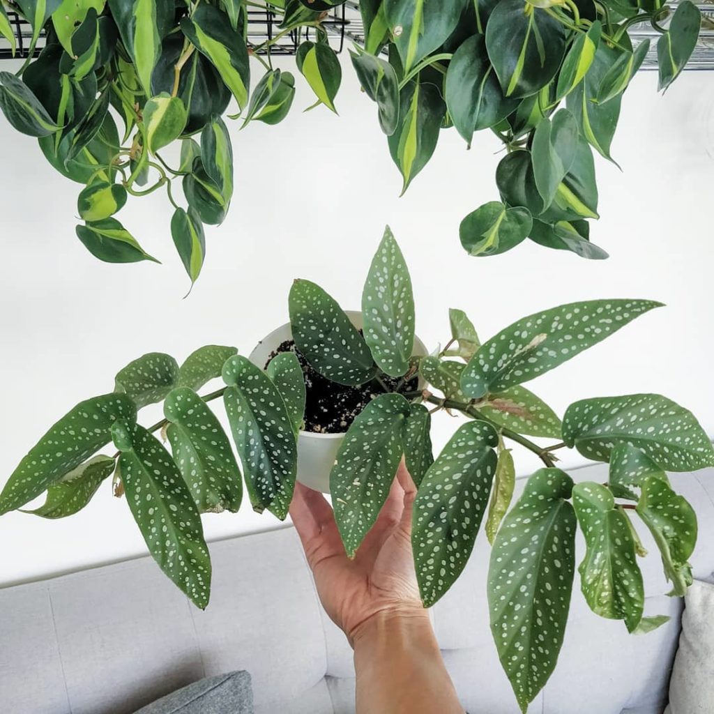 houseplantjournal: Angel wing begonia update: two out of the three rooted stems have been growing q… Angel wing begonia update: two out of the three rooted stems have been growing q...