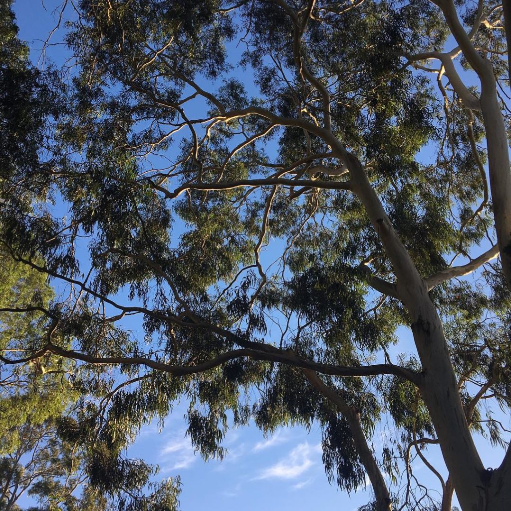 #gumtree #heaven #newsouthwales #icallaustraliahome...