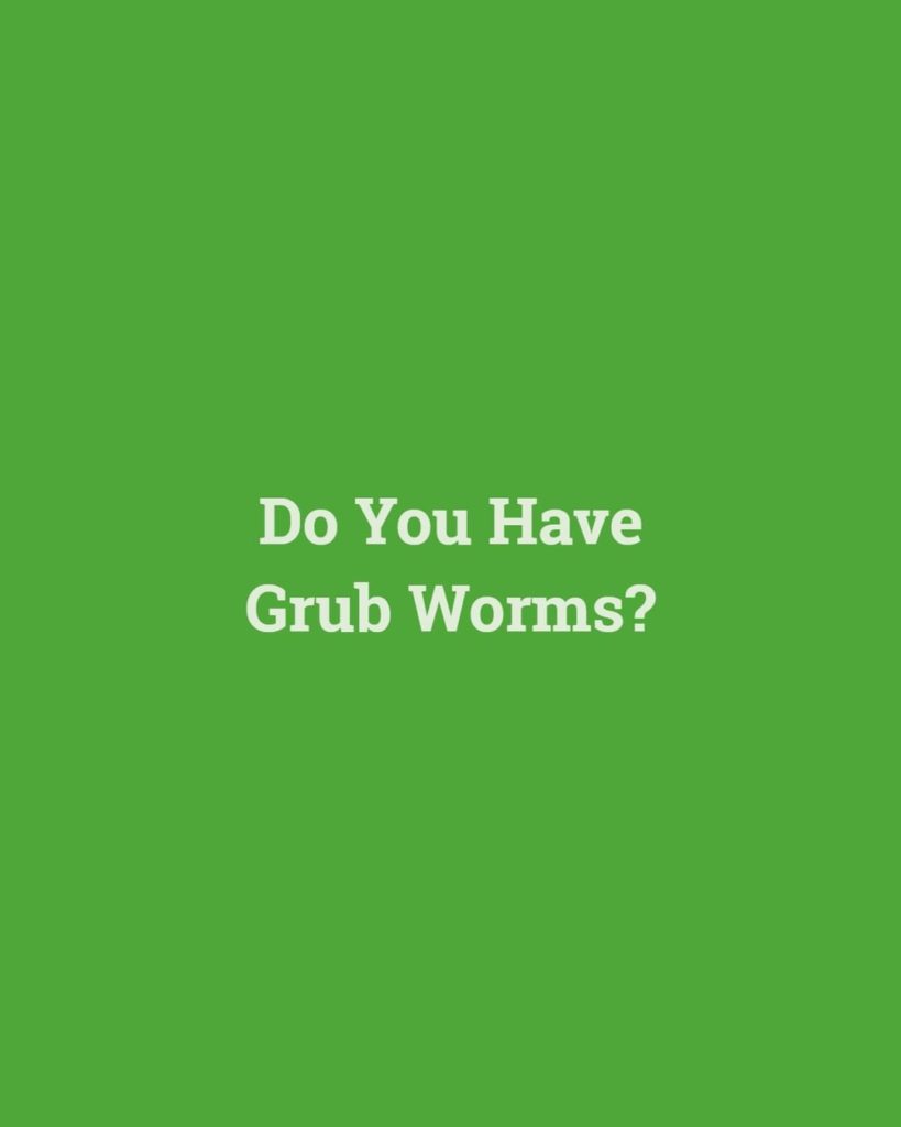 gardendesignmag: Tired of your garden being a “grub hub?”
.
Grub worms will damage your lawn, and… Tired of your garden being a "grub hub?"
.
Grub worms will damage your lawn, and...