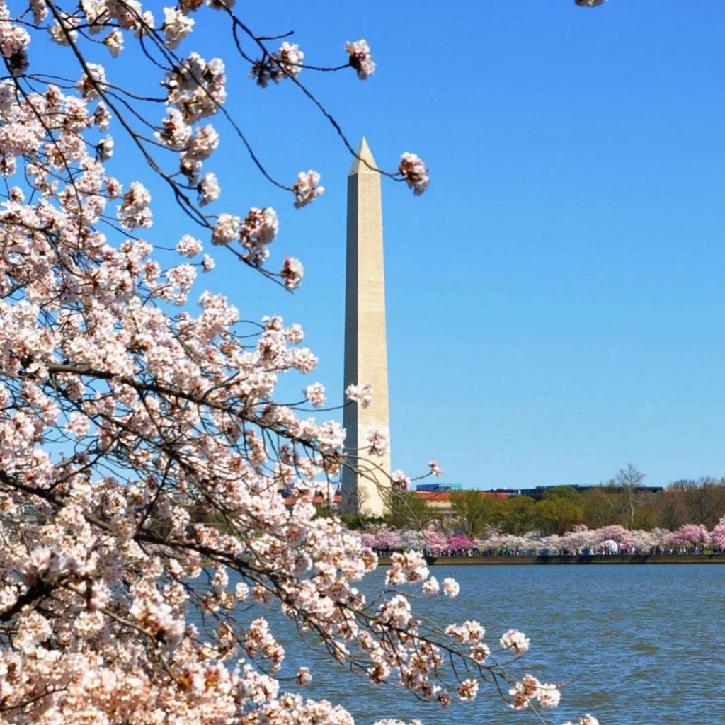 We’ve got our wildflower superbloom happening out west, but back east DC has the...