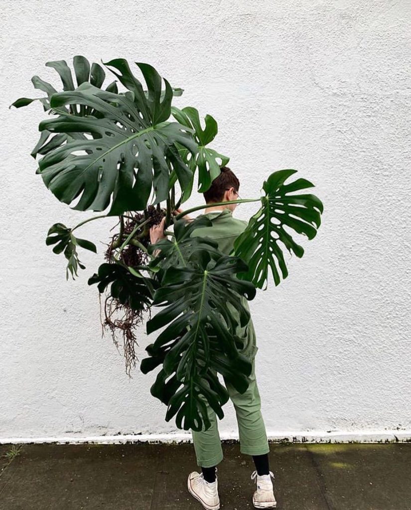 Happy #monsteramonday  photo via @urlocalplantboy...