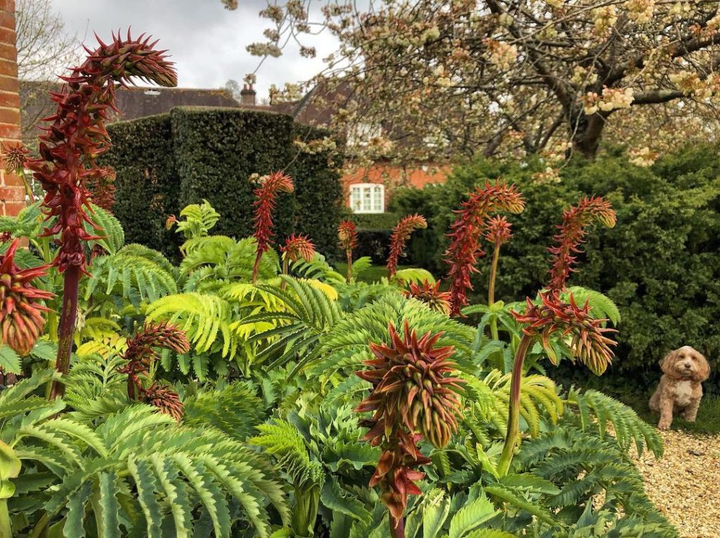 The #flowerheads of my Melianthus major #popping up like a #gang of #little #me...