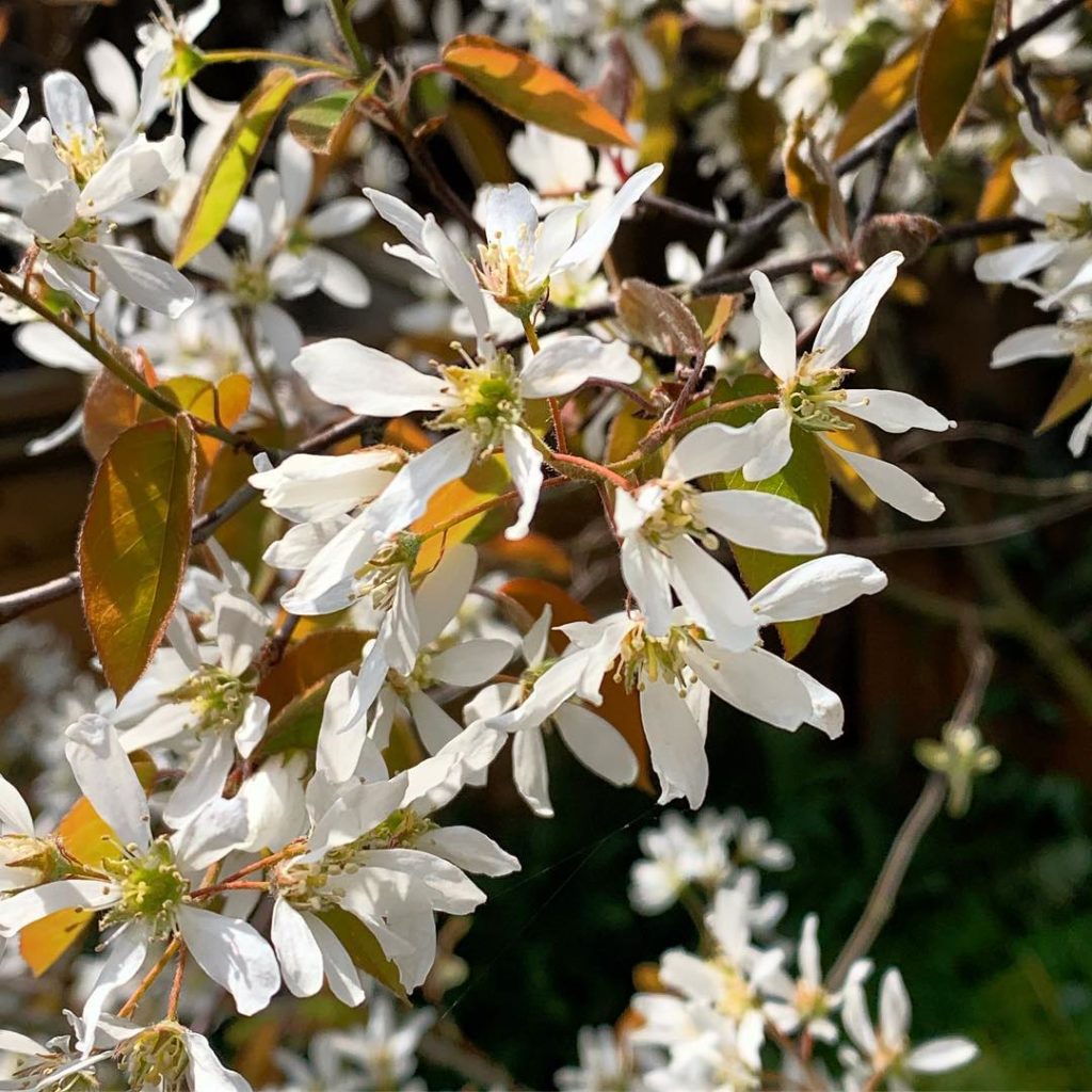 There is a reason why garden designers love an Amelanchier. Flowers, delicate le...