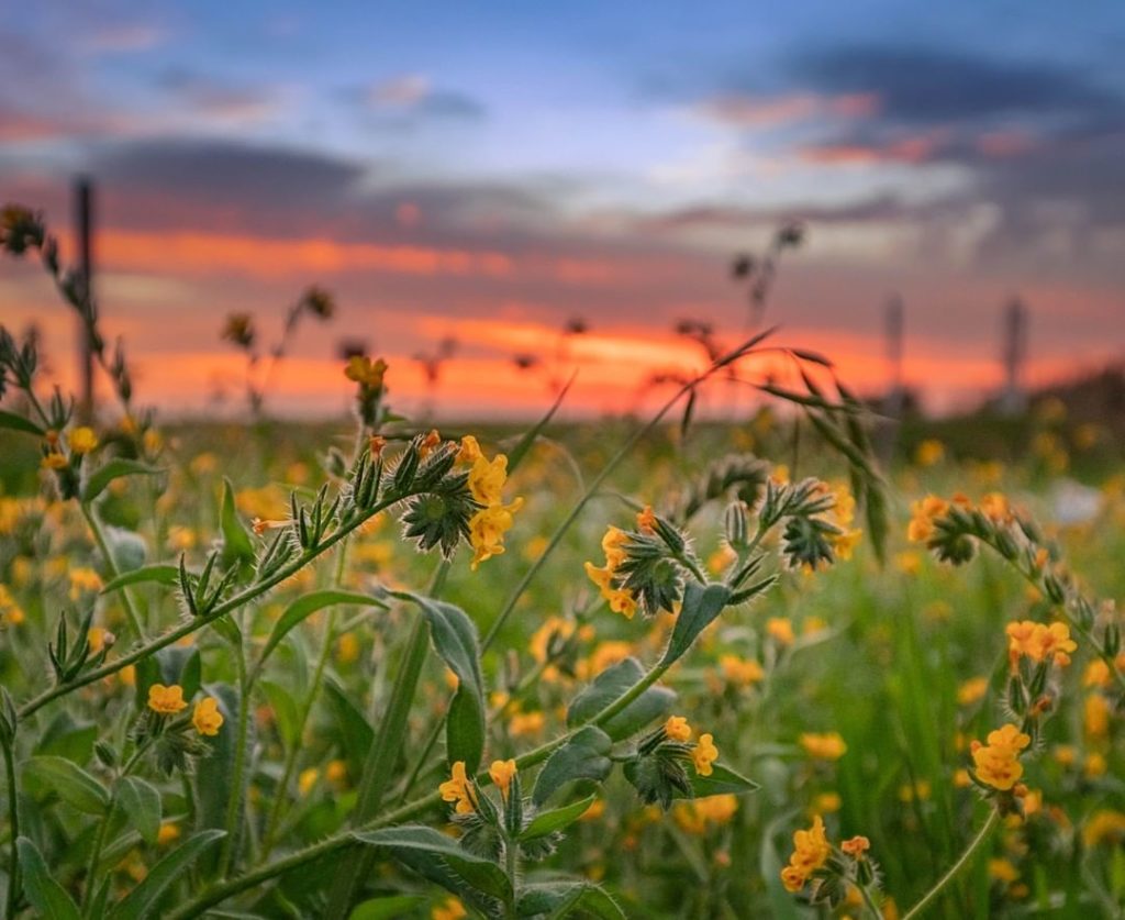 gardendesignmag: Flowering weeds can be beautiful, right?! #aprilfools
.
See 10 natural ways to g… Flowering weeds can be beautiful, right?! #aprilfools
.
See 10 natural ways to g...