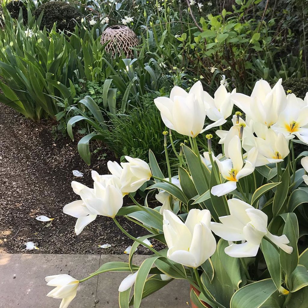 Springing #springsunshine #inmygarden #tulip #purissima #narcissusthalia #aquile...