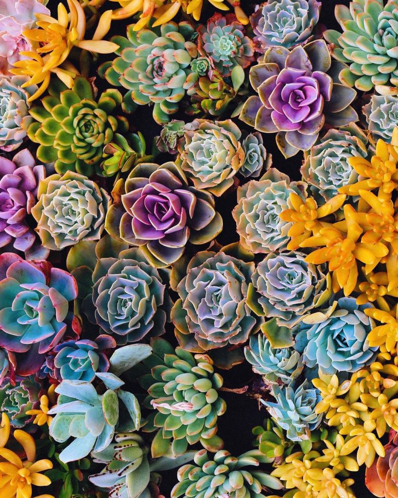 Were obsessed with the color pallate + shapes of these succulents!  photo by @ju...