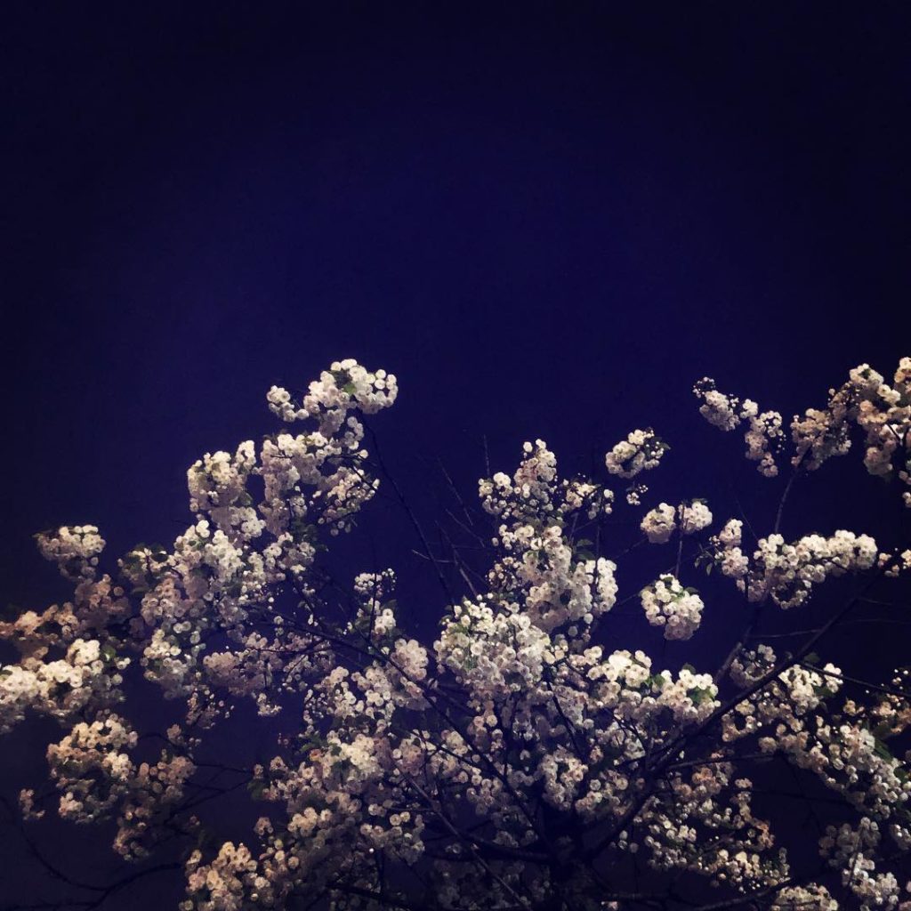 Night blossom #taihaku #greatwhitecherry #spring #canalside #regentscanal #londo...