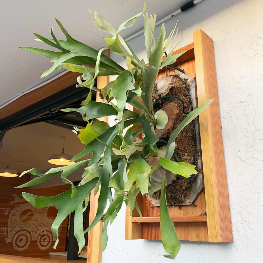 The elkhorn ferns are dialed in at Bird Rock Coffee at Pacific Beach location.  ...