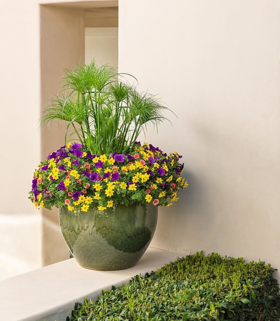 Spring beauty is just a click away when you order a Flower Pillow from @ProvenWi...