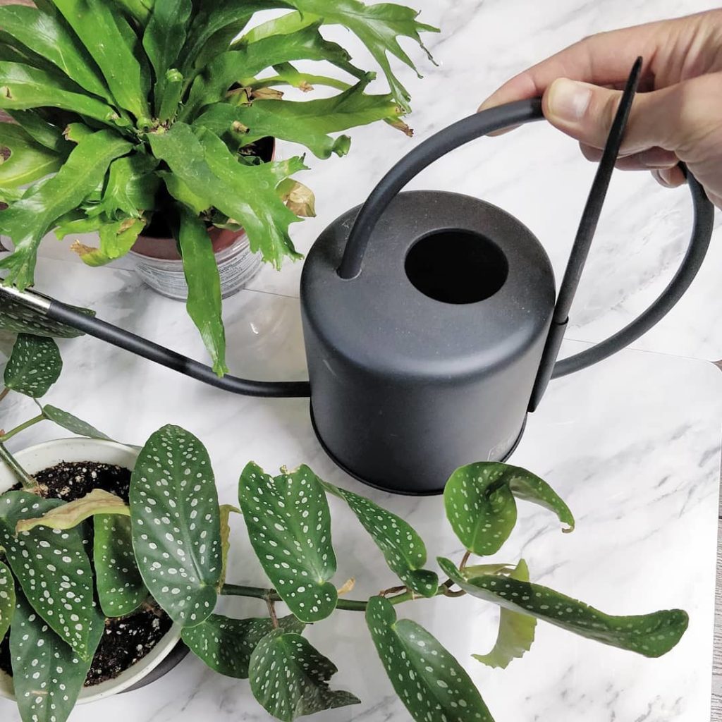 houseplantjournal: HPJ Watering Can & Soil Aerator – back in stock! Link in profile
–
2️… HPJ Watering Can & Soil Aerator - back in stock! Link in profile
-
2️...