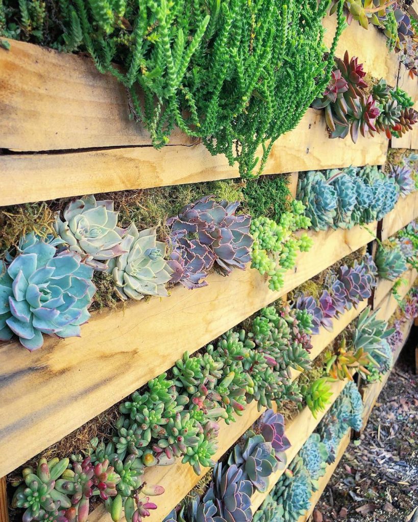 Old Wooden Pallet now = Vertical Garden  :@fairyblooms...