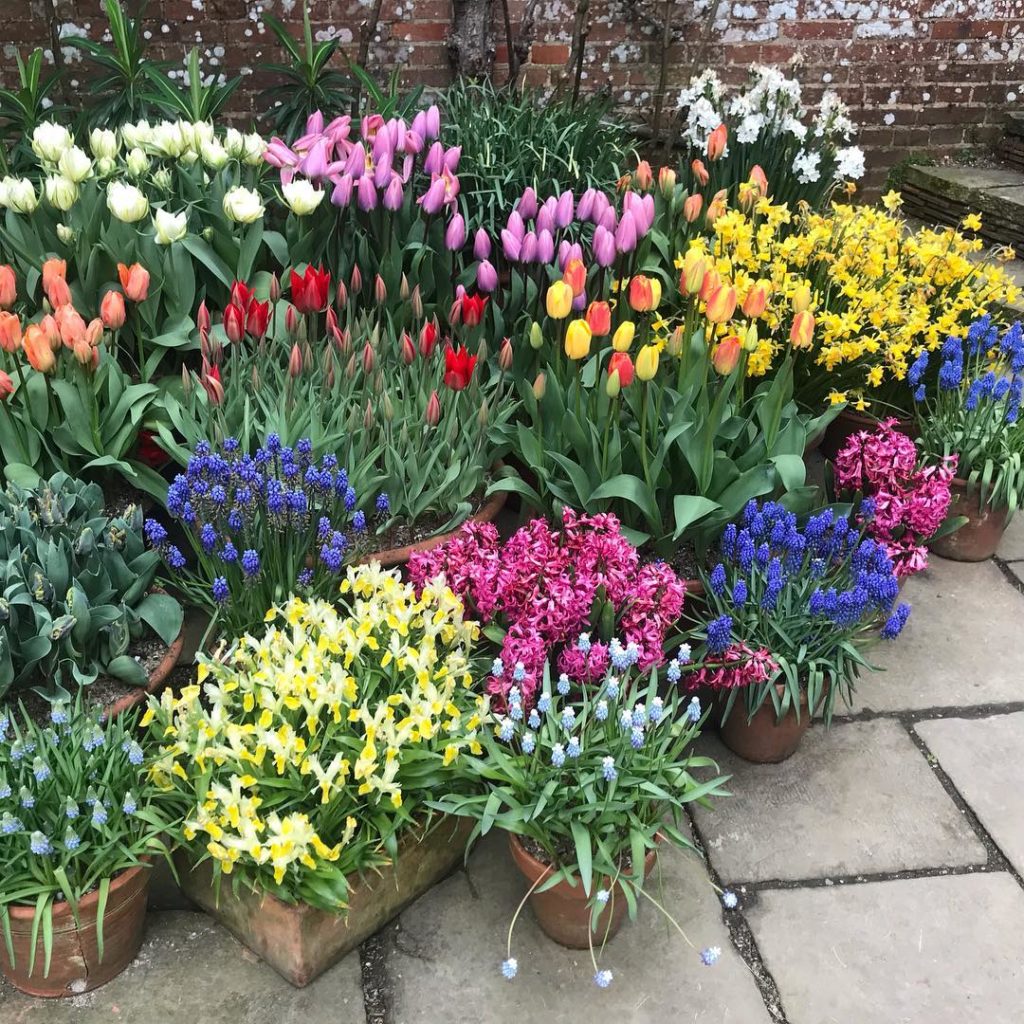 Pleasure principle #greatdixter #spring #plantfair #joyous #colourclash...