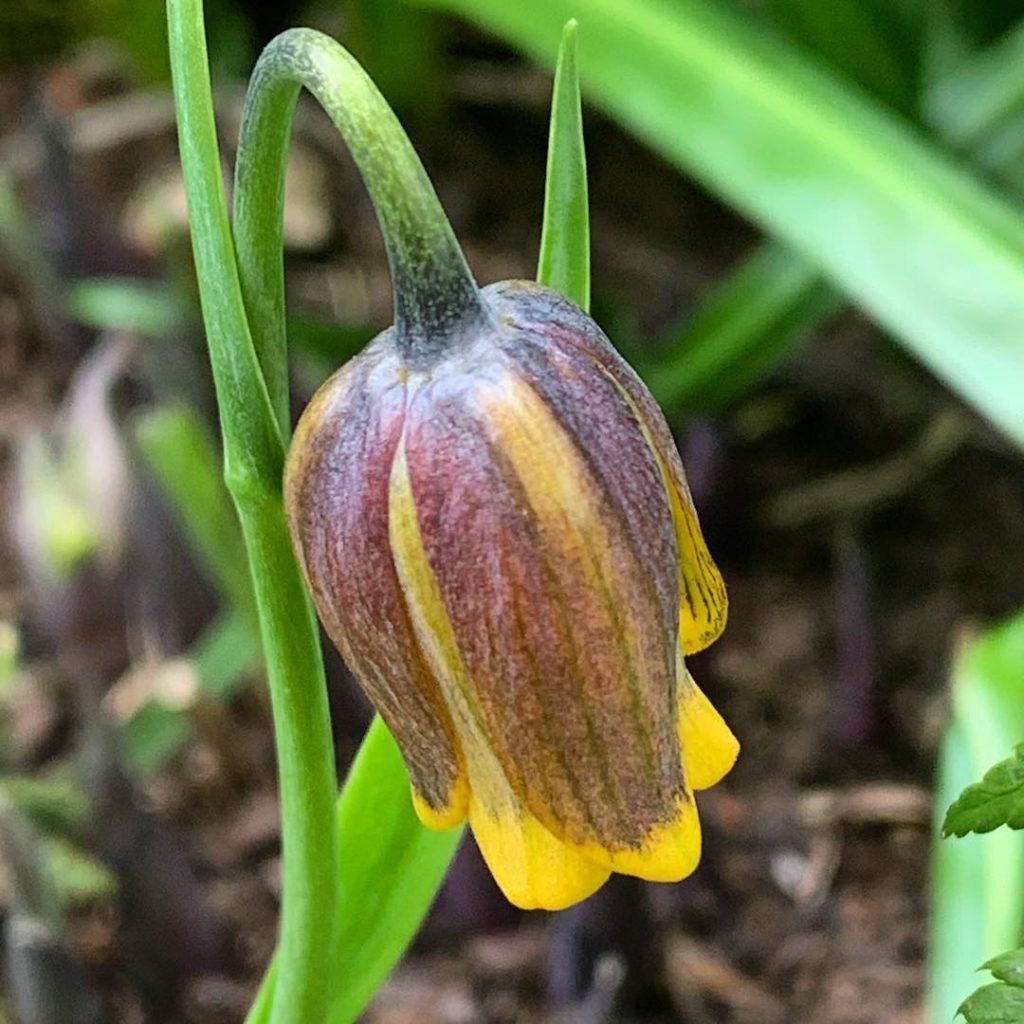 Fox grape #Fritillary, Fritillaria uva vulpis - I definitely want more of these ...
