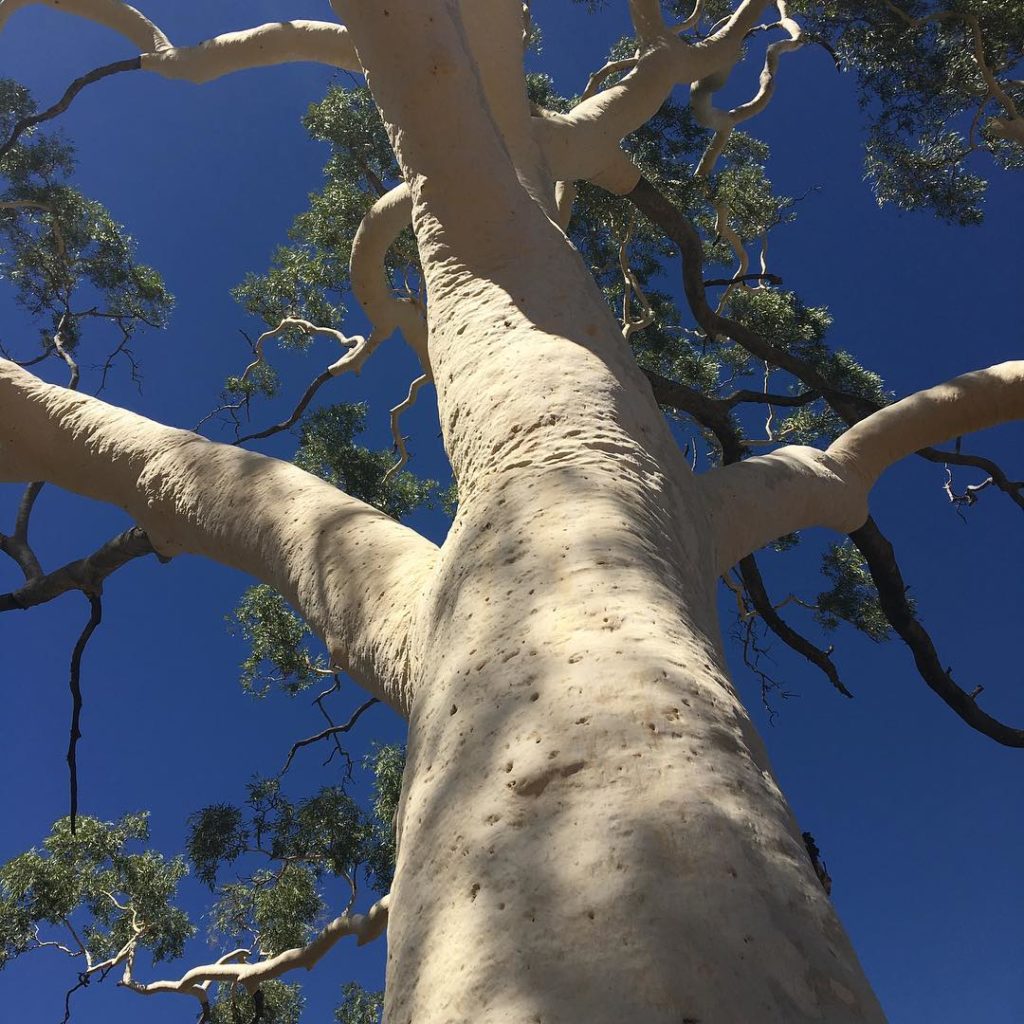 #giant #ghostgum #300yearsold  largest in #australia #corymbiaaparrerinja #icall...