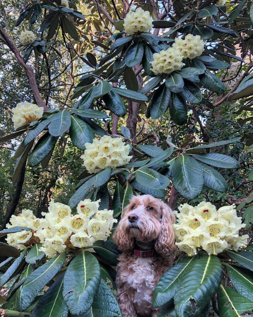 Land of #giants : #cockerpoo #scale : #dogsofinstagram...