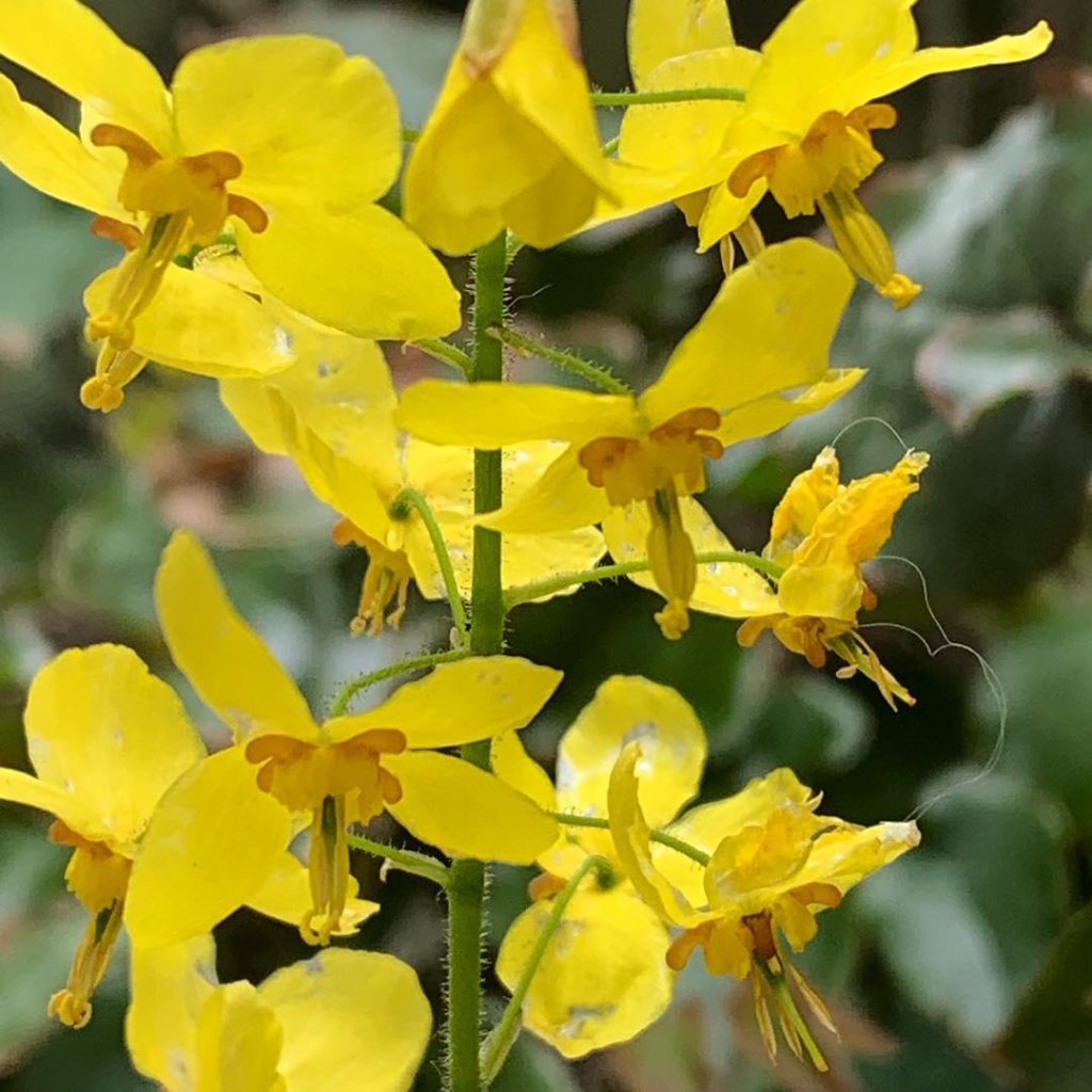 Tiny dancing stars.  Understated and quiet, undemanding and great for a woodland...