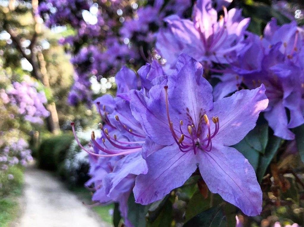 #Subtle, nuanced #shades of #blues and #purples of the different hybrids of #Rho...