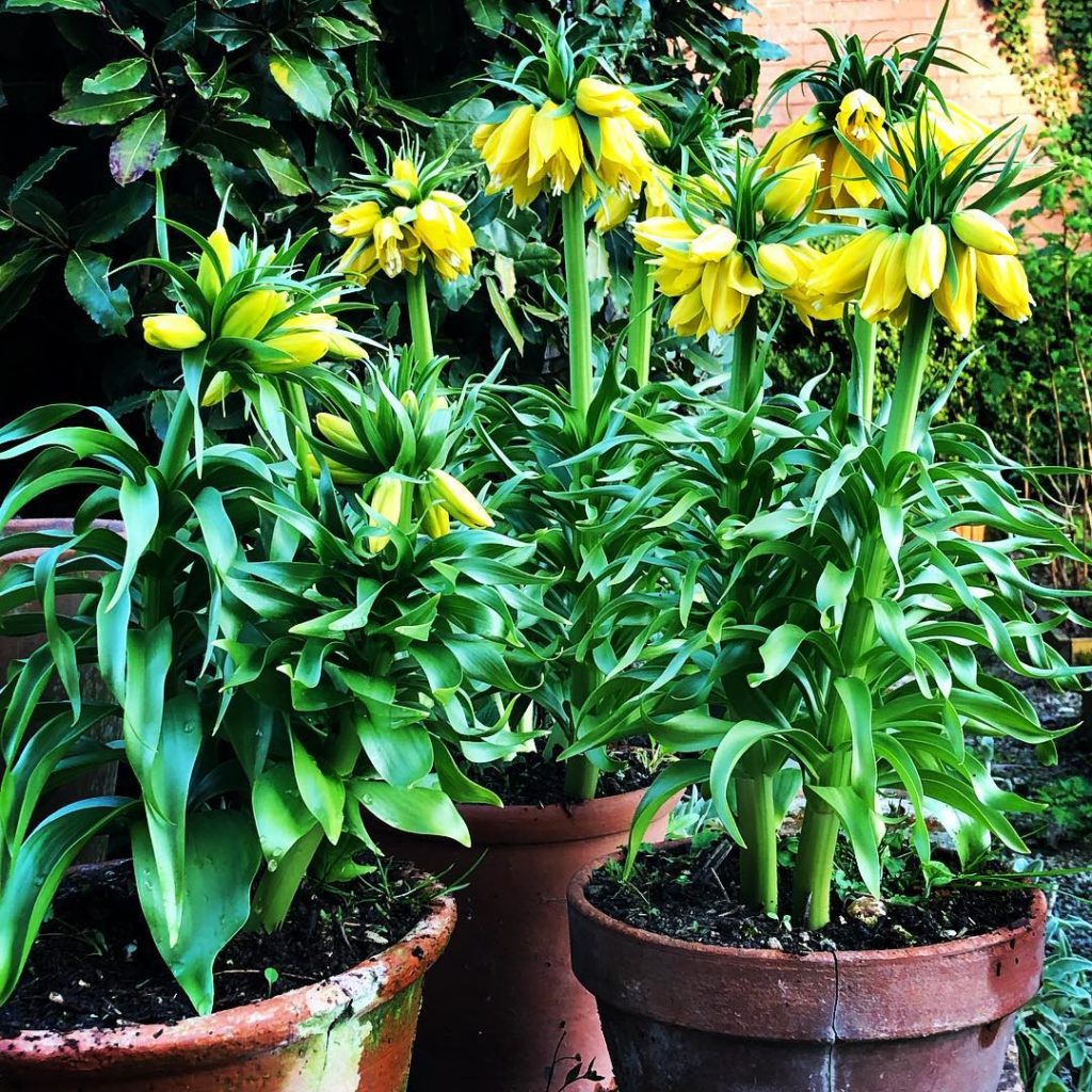 Imperious #crownimperials #fritillariaimperialis #yellow #isthecolourofsunrays #...