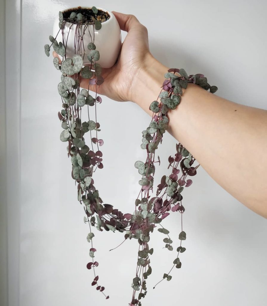 In my book, you'll find care guides unlike any others: photos of the actual plan...