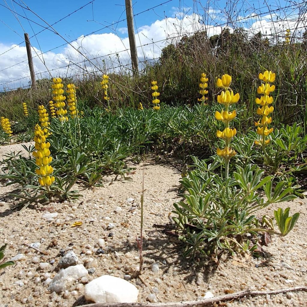 Spring flowering Evora Portugal.  Mediterranean Gardening Conference...